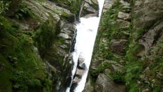 苔むす森が美しい