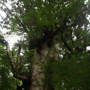 縄文杉が見つかるまで屋久島最大の杉