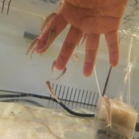 ドクターフィッシュ体験！