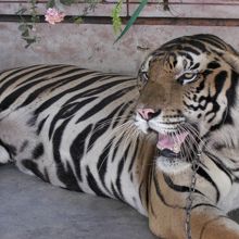 大トラでかい！