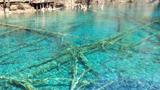 木が腐らずに湖面に沈んでいる