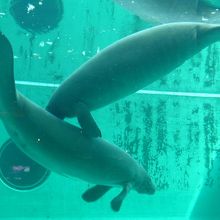 デカイ水槽のマナティーたち。