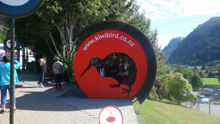 ニュージーランドに来たらキウイを見ないと！