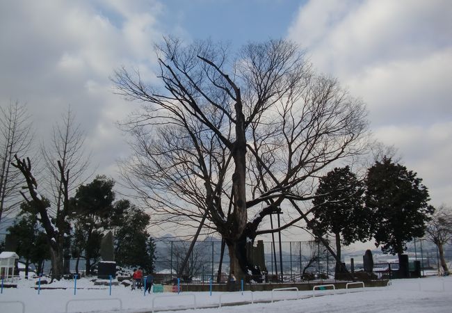 上野原小学校の大ケヤキ