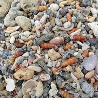 ビーチは貝殻の宝庫　チョココロネ系の巻き貝がいっぱい