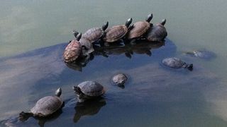 亀が沢山いてます