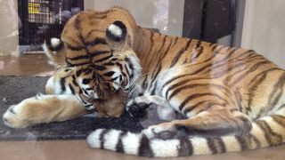 改装中でも営業中