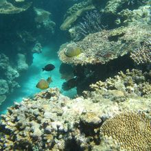 水納島沖でのシュノーケル