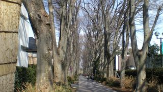 日本の音風景百選、１００本以上の欅並木です