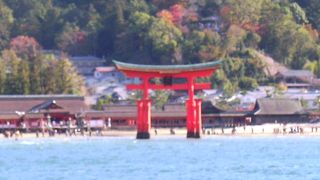 宮島の紅葉