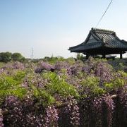 藤で名の通ったお寺