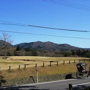 とても広い奈良公園