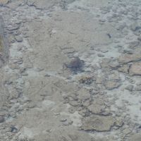 ベランダから見たウミガメ