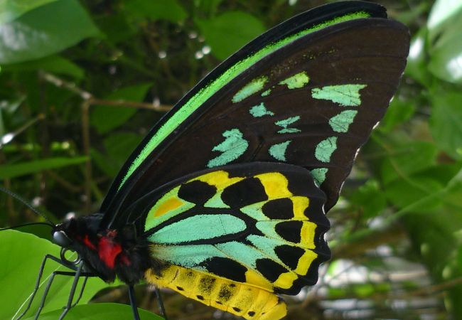 「ケアンズ・バード・ウイング」この蝶もきれいでした