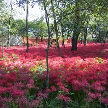 2012年10月8日　巾着田の彼岸花