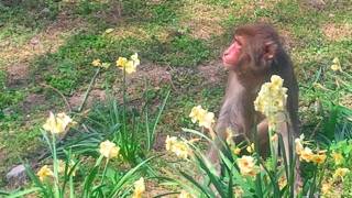 こんなに猿がいるとは・・