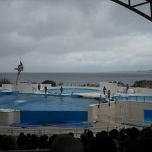 イルカのジャンプ凄いです。