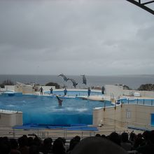 イルカのジャンプ凄いです。 