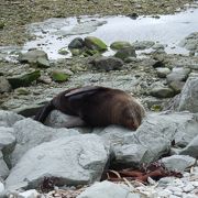 野生のオットセイが見れます