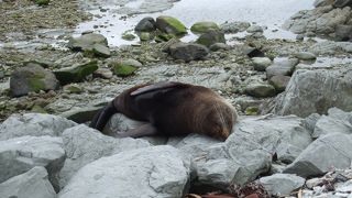 野生のオットセイが見れます