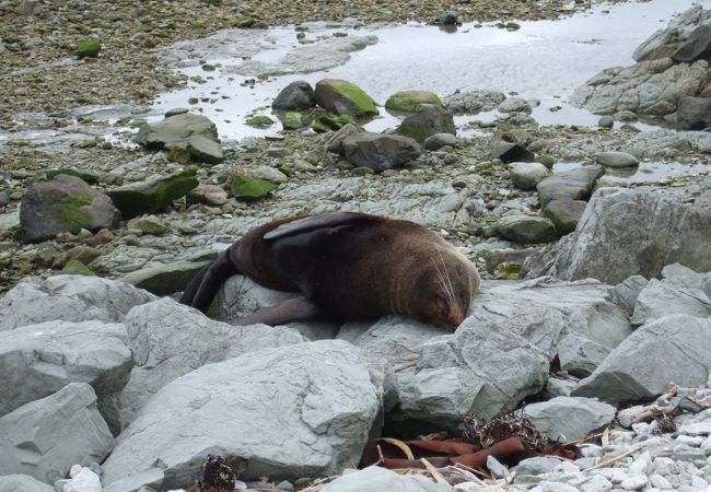 野生のオットセイが見れます