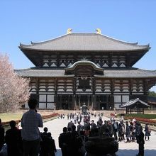 大仏殿から離れた場所でもお花見が楽しめます