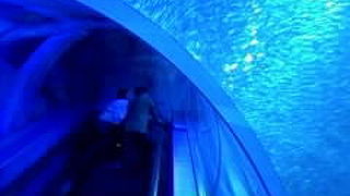 東京横浜に住んだら絶対に年間パスが欲しい水族館