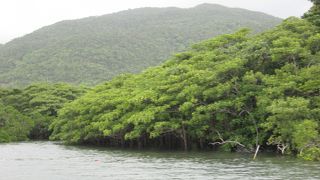 西表島に来たらやっぱりこれは外せない