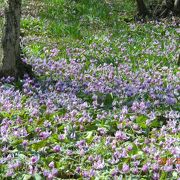 可憐なカタクリの花が咲き乱れていました