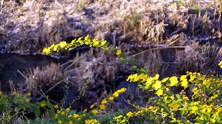 ヤマブキも綺麗