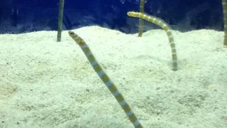 ピンクのイルカ♪