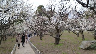 梅の季節は最高です