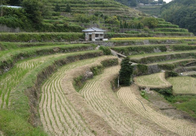 中山千枚田 クチコミ アクセス 営業時間 小豆島 フォートラベル 中山千枚田 クチコミ アクセス 営業時間 小豆島 フォートラベル