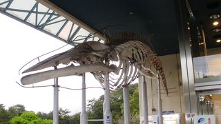 博物館というより水族館です。