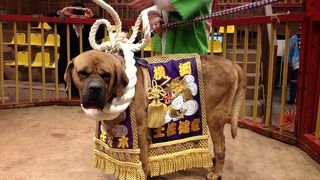 鬼気迫る迫力！衝撃！途中から見られなくなりました…。