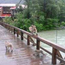 雨の河童橋