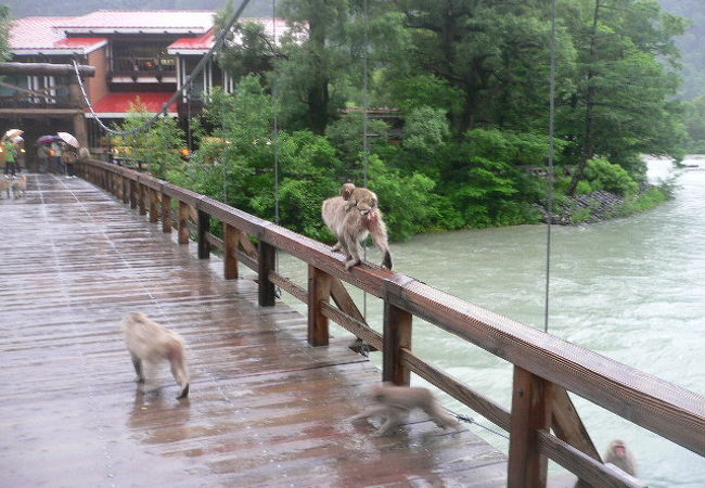 雨の河童橋