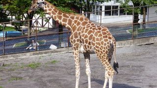 旭山動物園に込められた思いをもっと知ってほしい