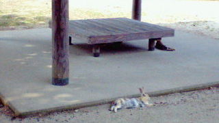 気軽に無人島気分を楽しめるウサギの楽園