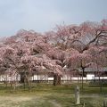 桜は三部咲きで残念