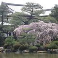 桜が満開の時期は最高です