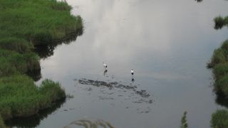 いつでも丹頂鶴がみられます