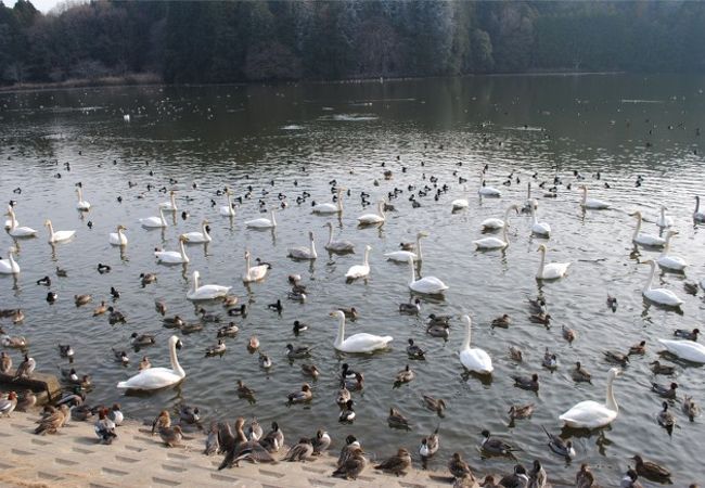 白鳥の飛来地