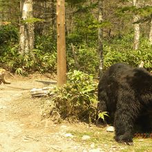 檻に紛れ込んでしまったキツネ