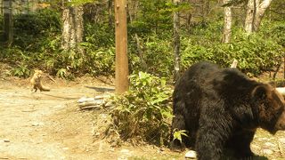 クマの自由な行動が見られました