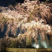 有名な枝垂れ桜ですが・・