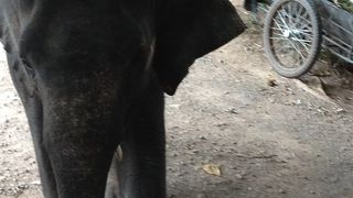 象に乗れます。