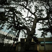 立派なクロマツです