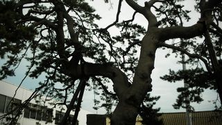 別名「御番所の松」と呼ばれています