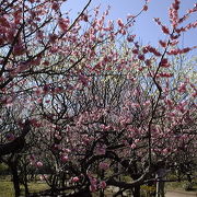 梅の時期には是非ここへ